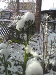 積雪.jpg